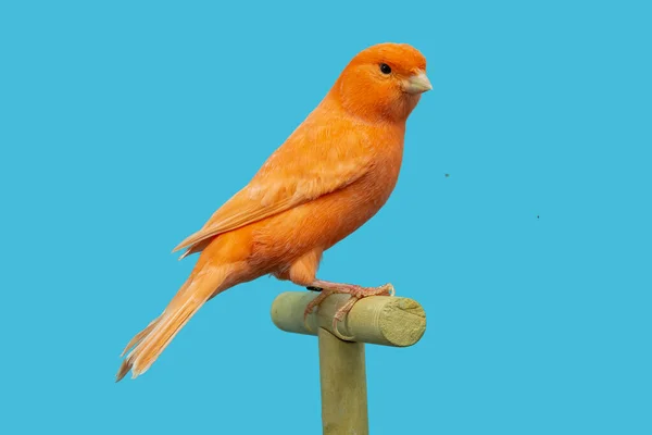 Pájaro Canario Rojo Encaramado Softbox — Foto de Stock