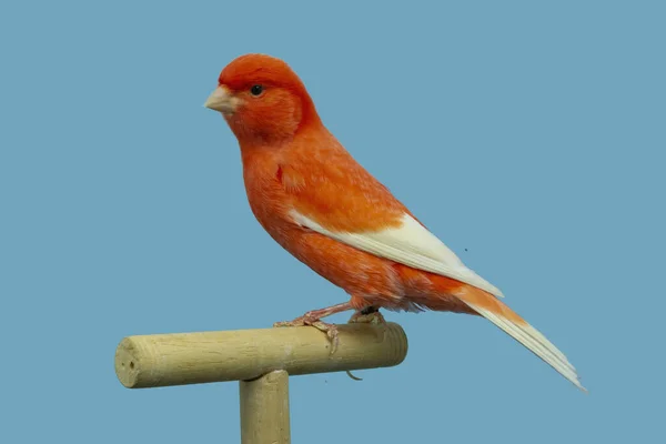 Pájaro Canario Rojo Encaramado Softbox — Foto de Stock