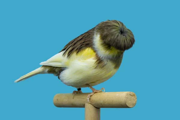 Gloster Kanariefågel Sittande Softbox — Stockfoto