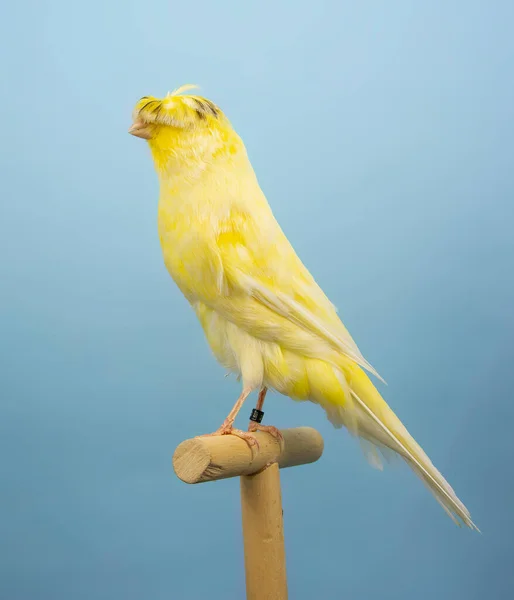 Oiseau Canari Jaune Perché Dans Une Softbox — Photo