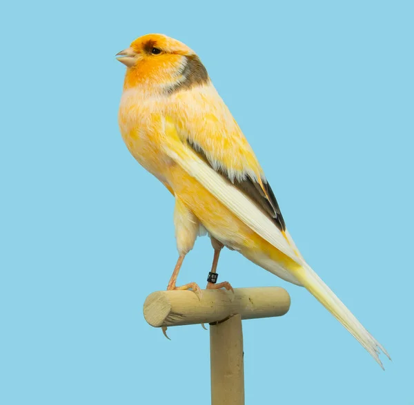 Yorkshire Kanariefågel Softbox — Stockfoto