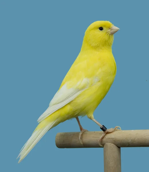 Sarı Kanarya Kuşu Softobox Tünedi — Stok fotoğraf