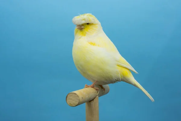 Aves Canarias Amarillas Encaramadas Softobox — Foto de Stock