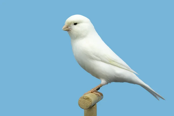 Pájaro Canario Blanco Encaramado Softbox — Foto de Stock