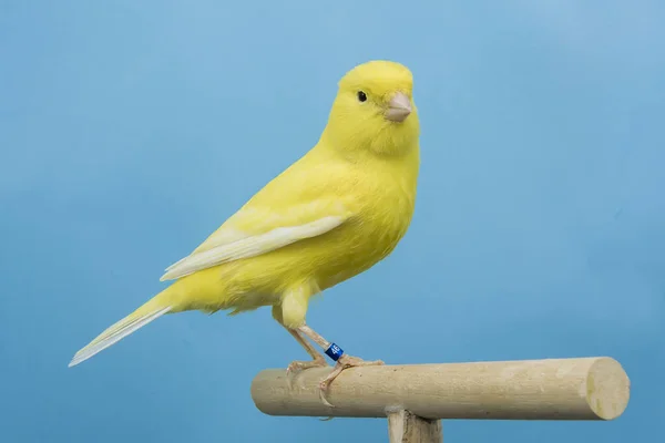 Aves Canarias Amarillas Encaramadas Softobox — Foto de Stock