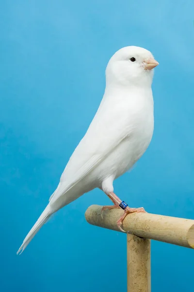 Yumuşak Kutuya Tünemiş Beyaz Kanarya Kuşu — Stok fotoğraf