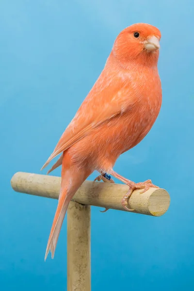 Röd Kanariefågel Softbox — Stockfoto
