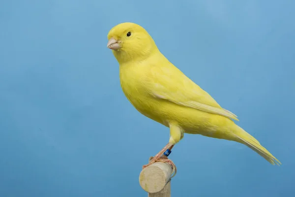 Amarelo Pássaro Canário Amarelo Empoleirado Softoboxcanary Pássaro Empoleirado Softobox — Fotografia de Stock