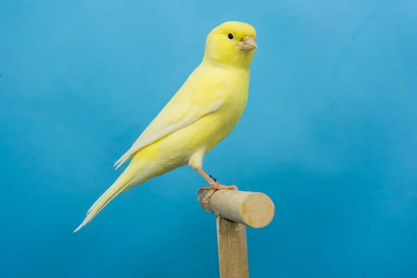 Gul Kanariefågel Sittande Softoboxcanary Fågel Sittande Softobox — Stockfoto