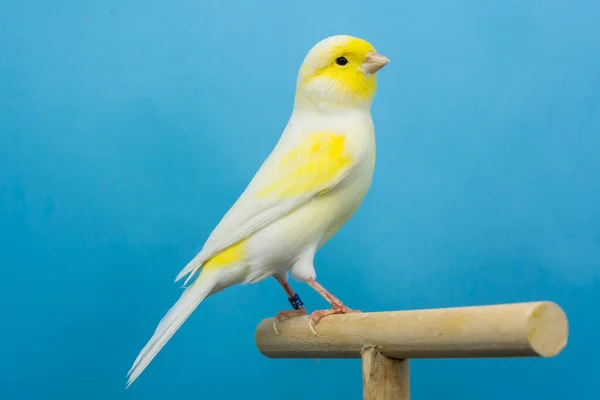 Żółty Żółty Ptak Kanarkowy Siedzący Softobokkanarkowym Ptaku Siedzącym Softoboksie — Zdjęcie stockowe