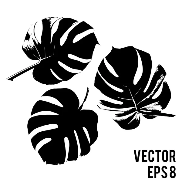 Planta Monstera. Ilustración vectorial — Archivo Imágenes Vectoriales