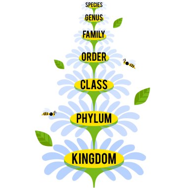 Vector illustration with major taxonomic ranks of the Plant Kingdom clipart