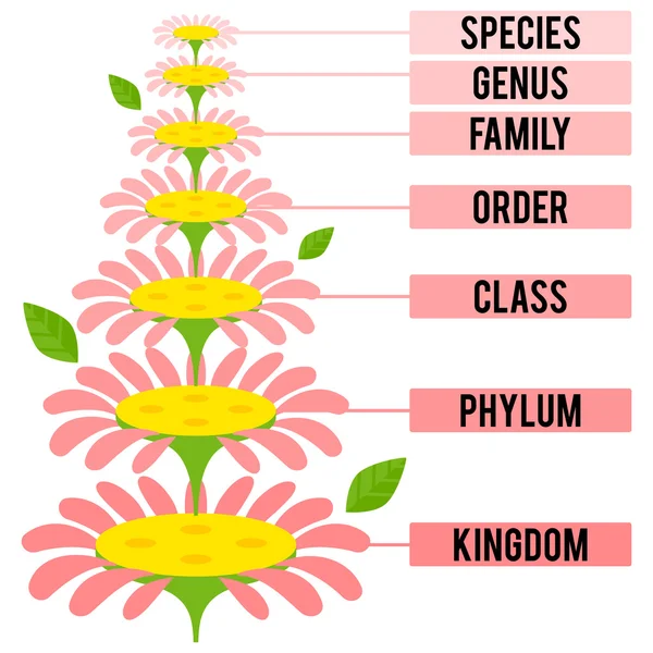 Ilustração vetorial com as principais fileiras taxonômicas do Reino das Plantas — Vetor de Stock