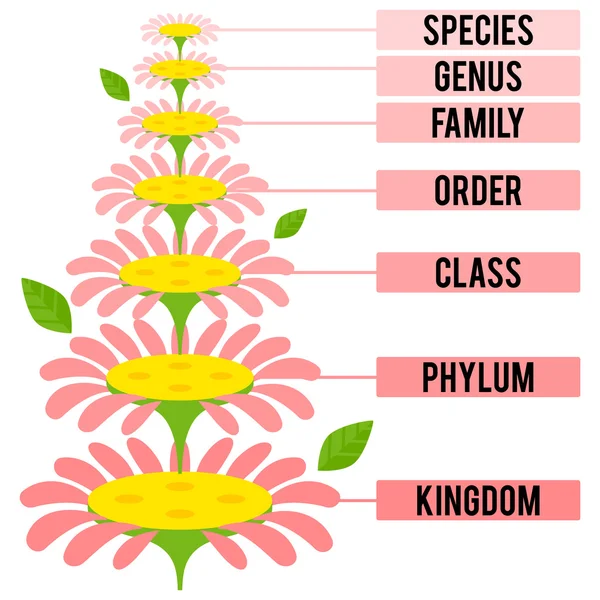 Vektör çizim bitki Krallık büyük taksonomik saflarına ile — Stok Vektör
