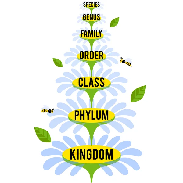 Векторная иллюстрация с основными таксономическими рядами Царства растений — стоковый вектор