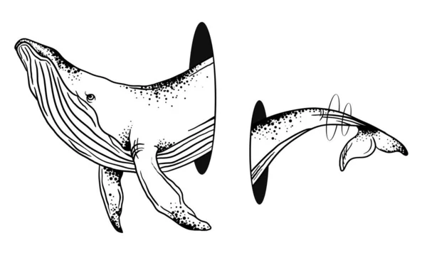 Vektor illustration av en val på en vit bakgrund, grafik, Hand Drawn Whales — Stock vektor