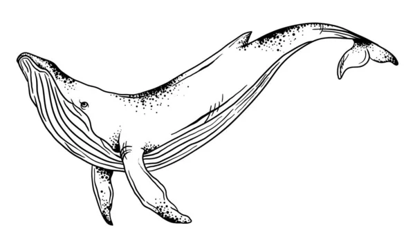 흰색 배경에 고래의 벡터 삽화, 그래픽, 핸드 드래곤 고래 — 스톡 벡터