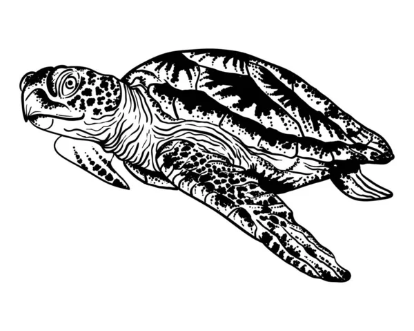 Havssköldpadda - vektor handritade bläck illustration — Stock vektor