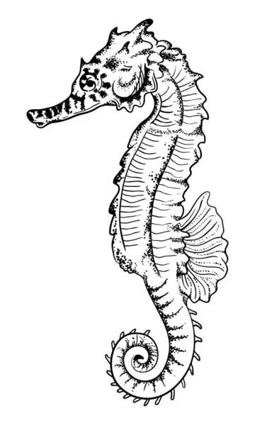 Přírodní ručně kreslené ilustrace mořského koníka — Stockový vektor