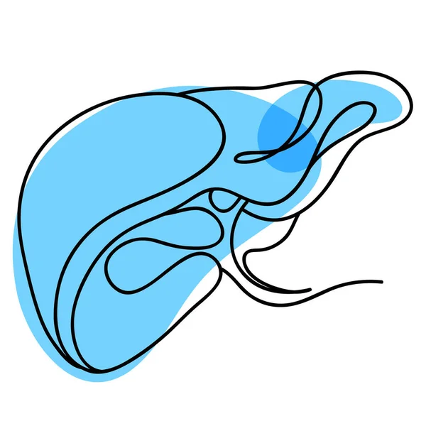 Tinta de boceto Hígado humano, dibujado a mano, estilo garabato, ilustración anatómica grabada — Archivo Imágenes Vectoriales