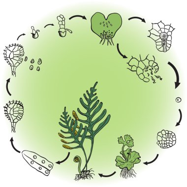 The life cycle of a fern. Vector illustration clipart