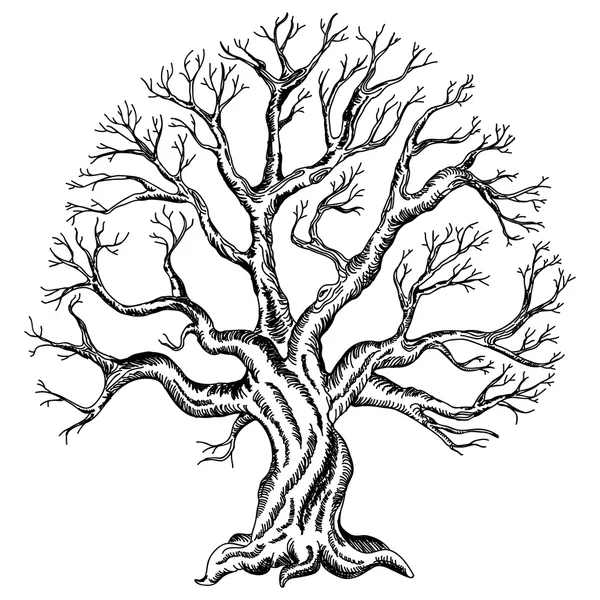 Disegno vettoriale dell'albero — Vettoriale Stock