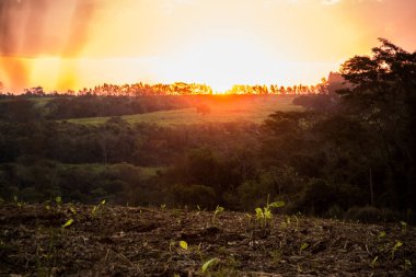 Kırmızı - turuncu - Sarı gün doğumu kırsalda yeşil bir arazide büyük ağaçlarla