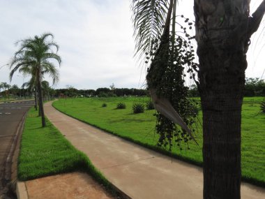 Çimento kaldırımı, palmiye ağaçları ve canlı yeşil alanlar.