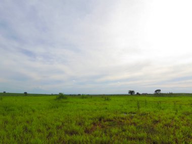 Parlak yeşil çimen tarlasında güzel mavi bir gökyüzü parlıyor.
