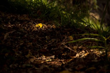 Sarı çiçek, gölgelerdeki ölü kaş yapraklarının üzerinde güneş ışığıyla yıkandı.