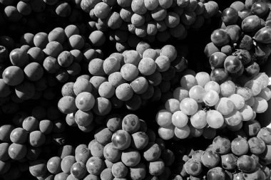 Kırmızı ve yeşil üzümler bir kutunun içindeki meyvelerin yakın planında bir araya gelir (Siyah ve Beyaz versiyonu)