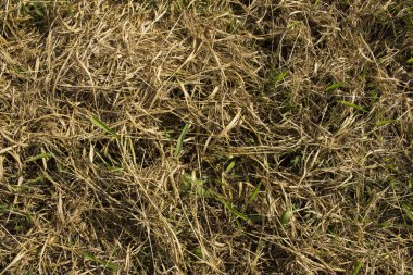 Kuru çimenler ve taze yeşil çimenler birbirine karışır.