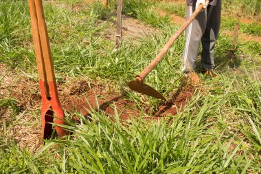 Ibitinga / Sao Paulo / Brazil - 01 23 2020: Çiftçi çok yeşil bir tarlada ve verimli topraklarda kırsal aletlerle çok çalışıyor