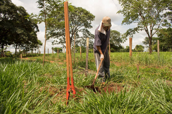 Ibitinga / Sao Paulo / Brazil - 01 23 2020: Mature man working as farmer under strong and bright sun.