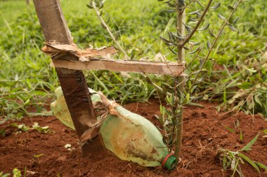 Haşereleri kontrol etmek için ilaç şişesi ve ağaç büyümesi için diğer tehlikelerle büyüyen tohumlar.