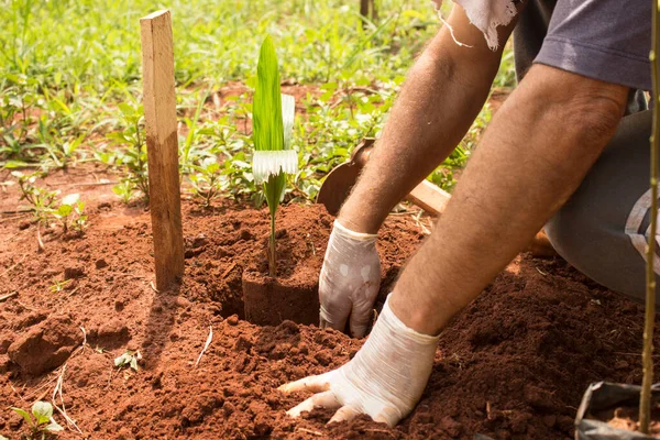 非常に肥沃な赤い土壌でJerivaココナッツ苗を栽培する手袋男性の手 ロイヤリティフリーのストック画像