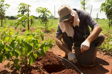 Brezilya kırsalında güçlü güneşli bir toprak altında Sekoya (veya Brazilwood) yetiştiren ve eken gerçek bir çiftçi.