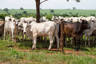 Çoklu beyaz ve siyah inekler kameraya dikkat çekiyorlar..