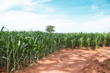 Kırmızı topraklardaki mısır tarlası çiftliği. Maize ya da Zea mays olarak da bulunabilir (bilimsel isim)