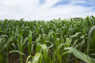 Güzel, sağlıklı, yeşil mısır tarlası organik gıda olarak tüketilmek üzere büyüyor.