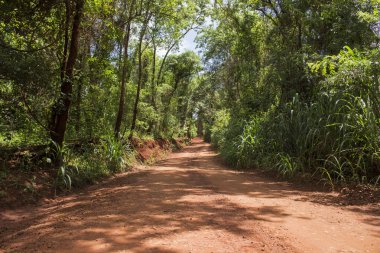 Güzel toprak yolun manzarası sık bir ormanın içinden geçiyor.