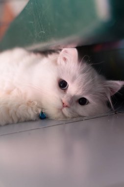 Sevimli beyaz İran kedisi uzanmış kameraya bakıyor.