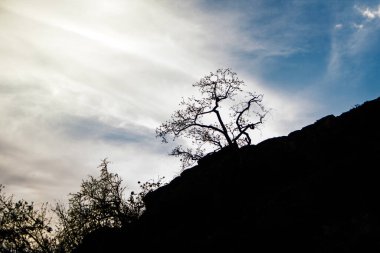 Dağdaki siluet dalı, mavi gökyüzü arkaplanı