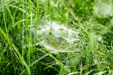 çim ve morning dew