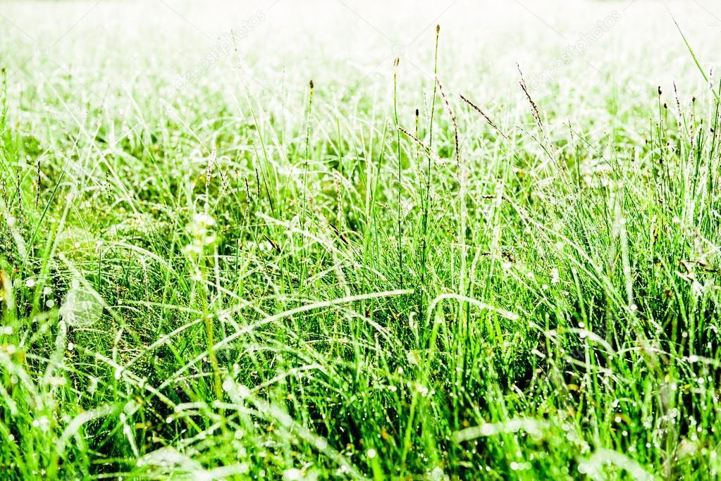 Grass and morning dew