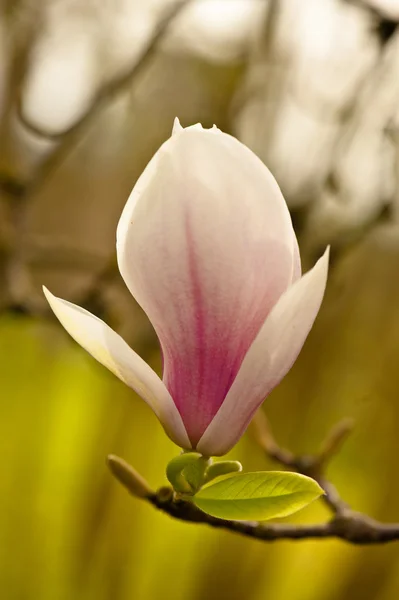 Magnolie — Stockfoto