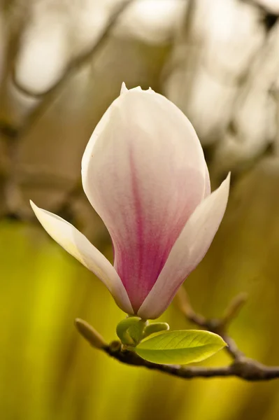 Magnolia Stock Photo