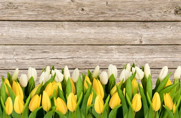 Tulipanes blancos y amarillos sobre fondo de madera — Foto de Stock