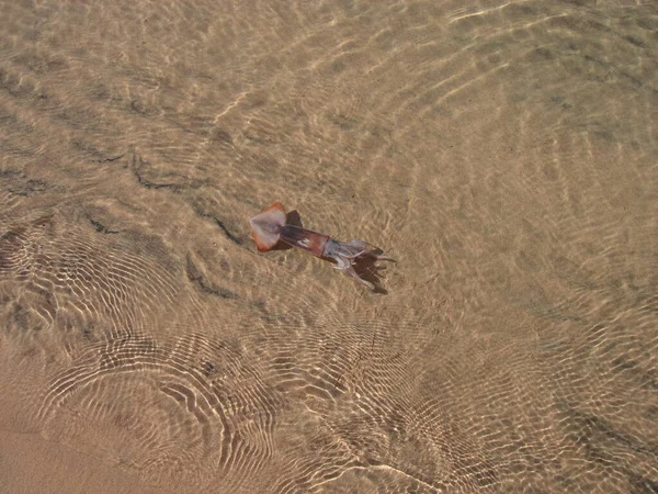 Kumun Arka Planında Sığ Denizde Küçük Bir Mürekkep Balığı Sudaki — Stok fotoğraf