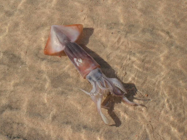 Kumun Arka Planında Sığ Denizde Küçük Bir Mürekkep Balığı Sudaki — Stok fotoğraf